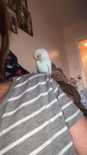 A Riverside Budgie, a customer's Budgie