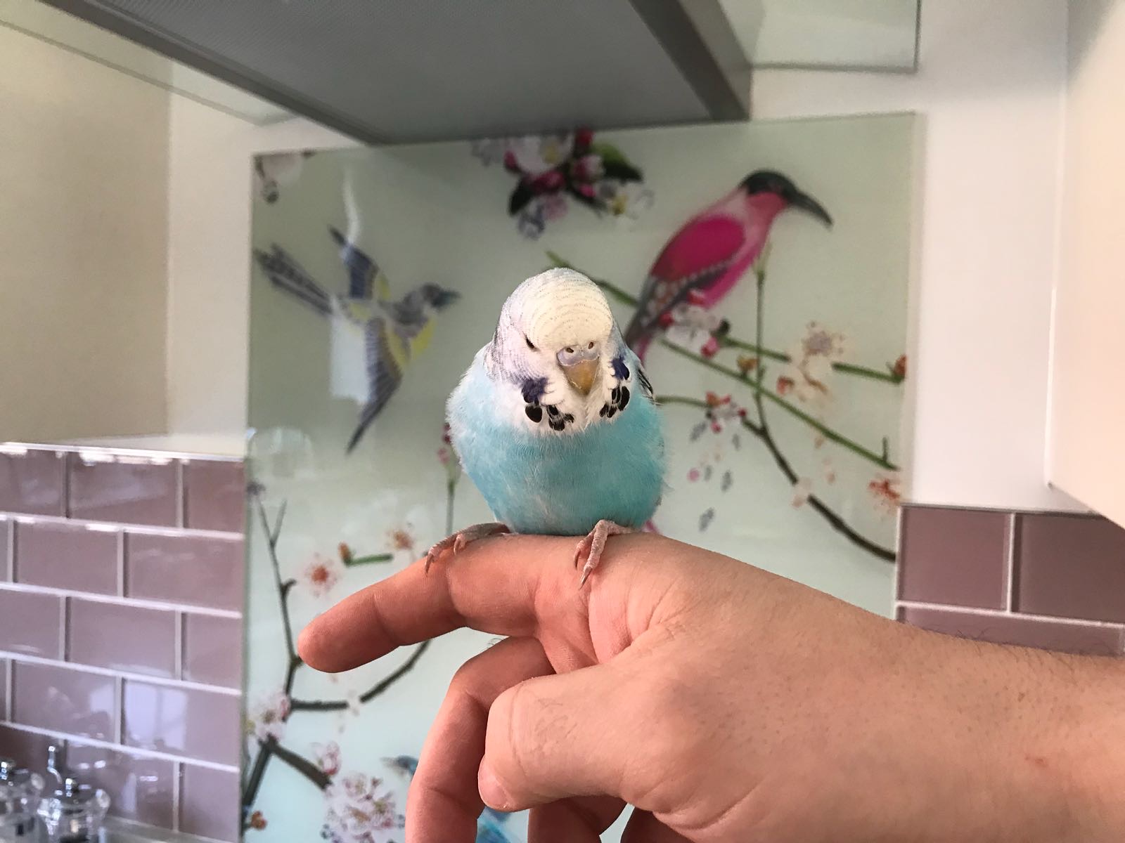 A Riverside Budgie, a customer's Budgie