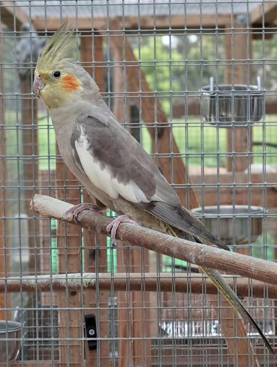 Cinnamon cockatiel