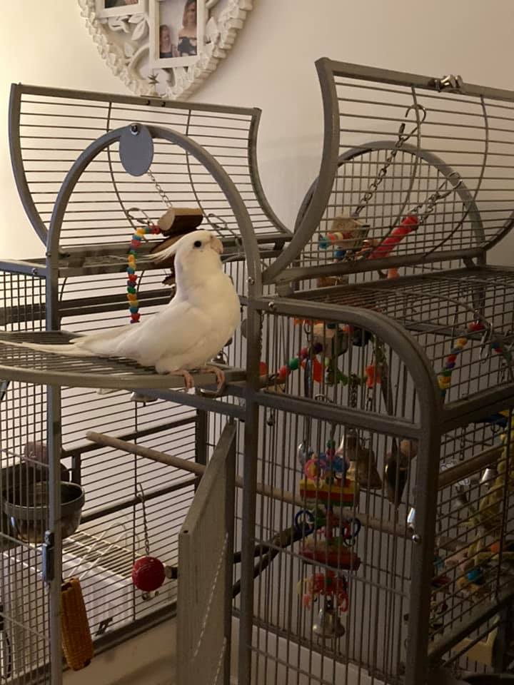 A Riverside Cockatiel, a customer's Cockatiel