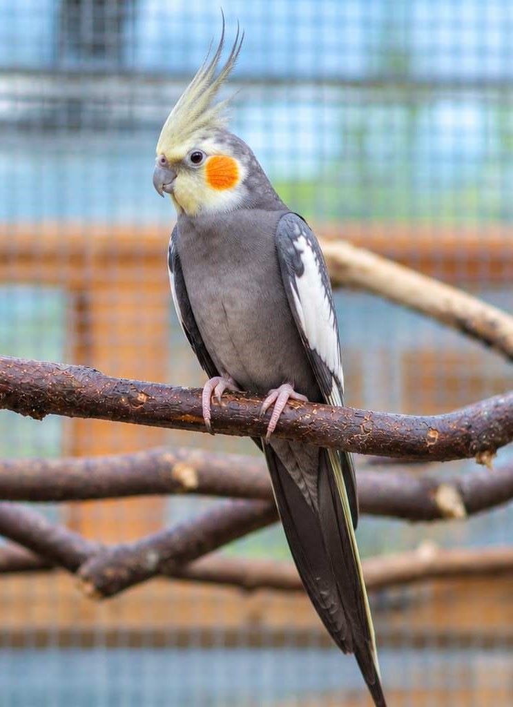 Normal Grey cockatiel