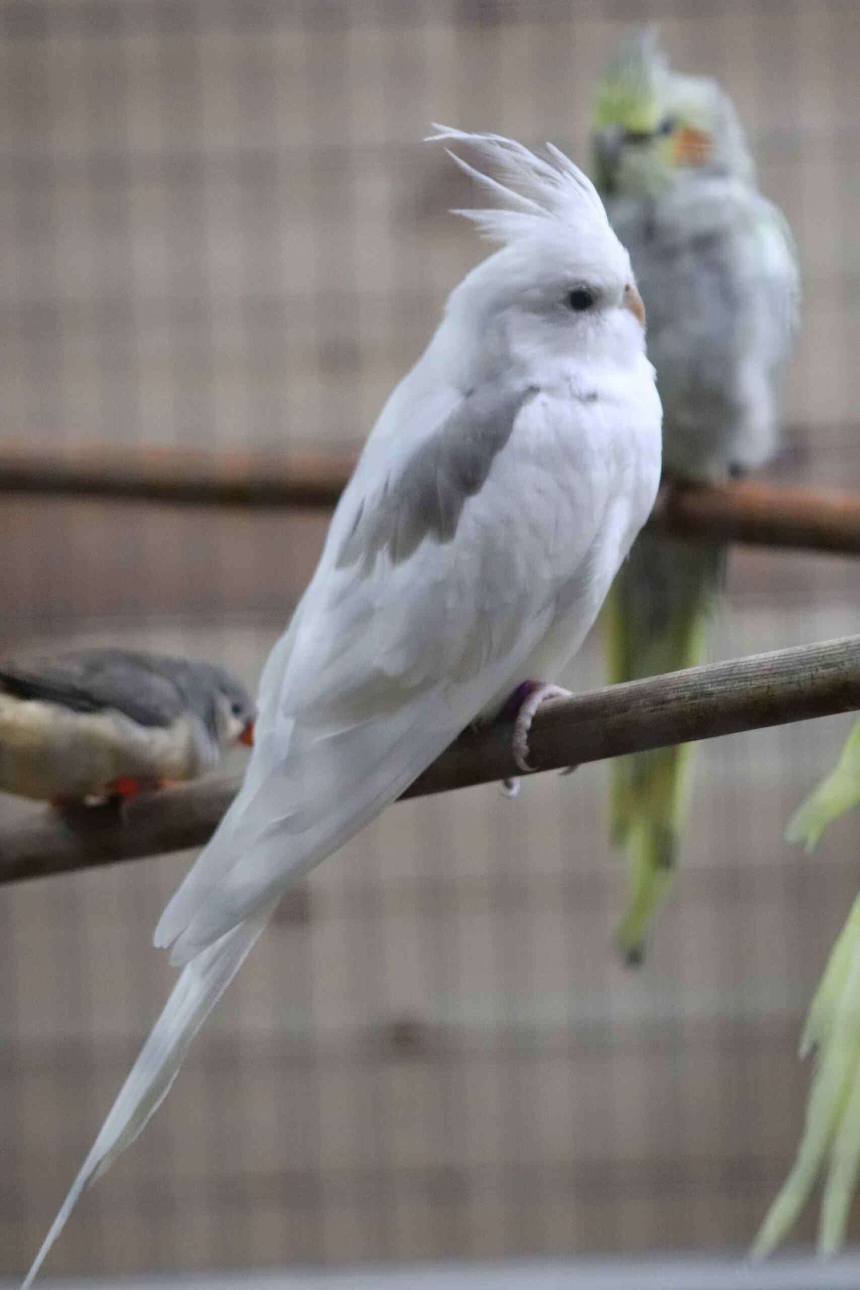 Whiteface Cinnamon Pied cockatiel