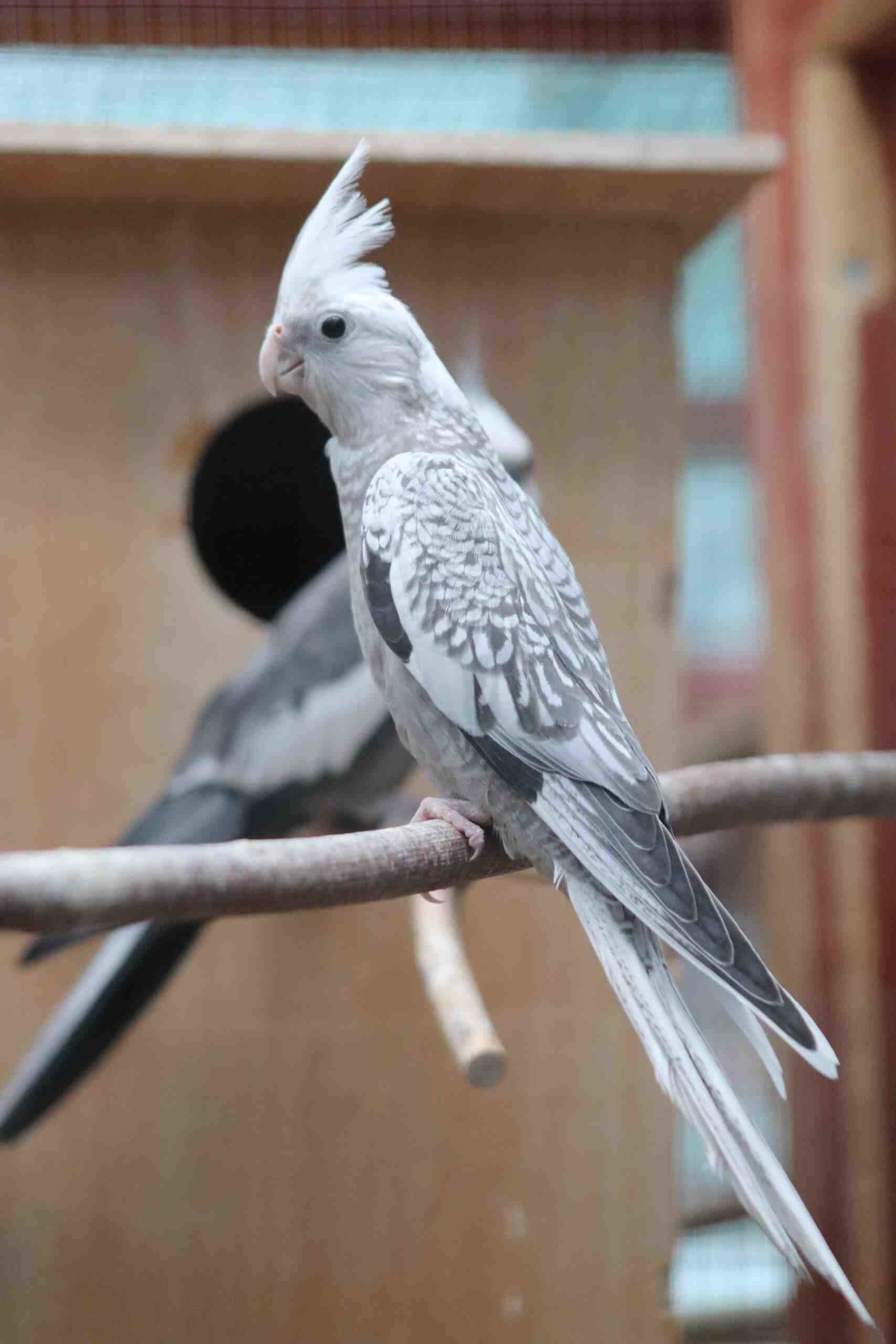 Whiteface Pearl cockatiel