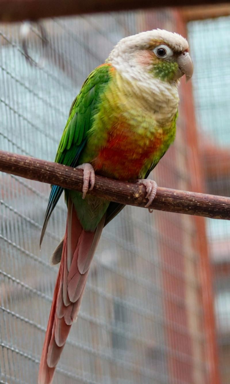 Cinnamon Green Cheek Conure