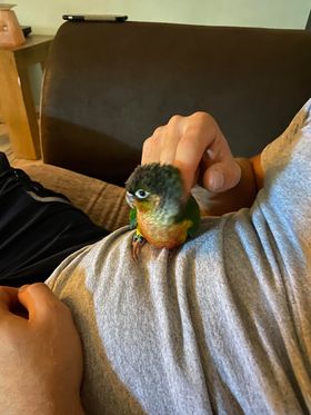 Hei Hei, a customer's Conure