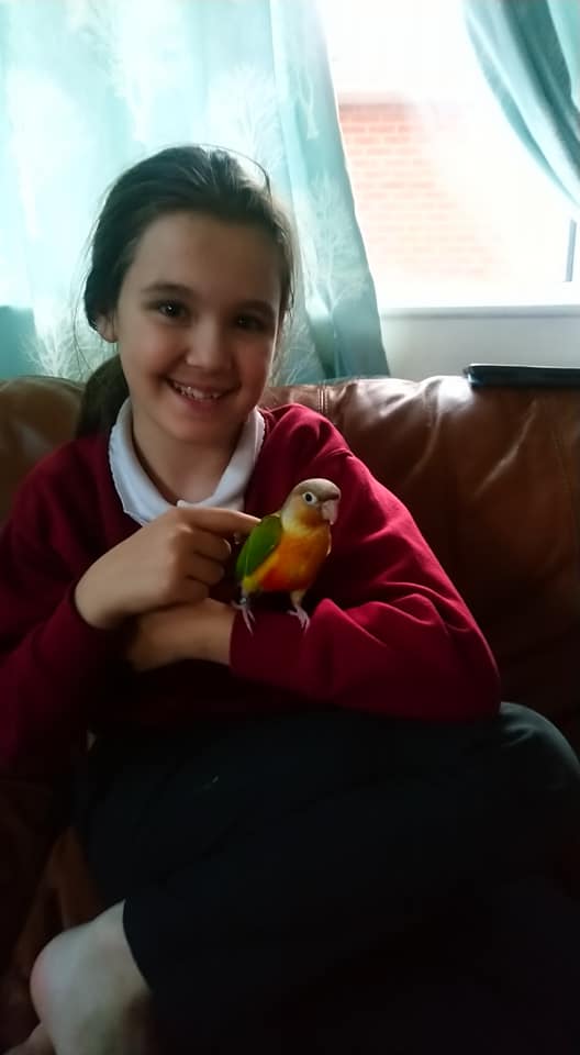 Mango, a customer's Conure
