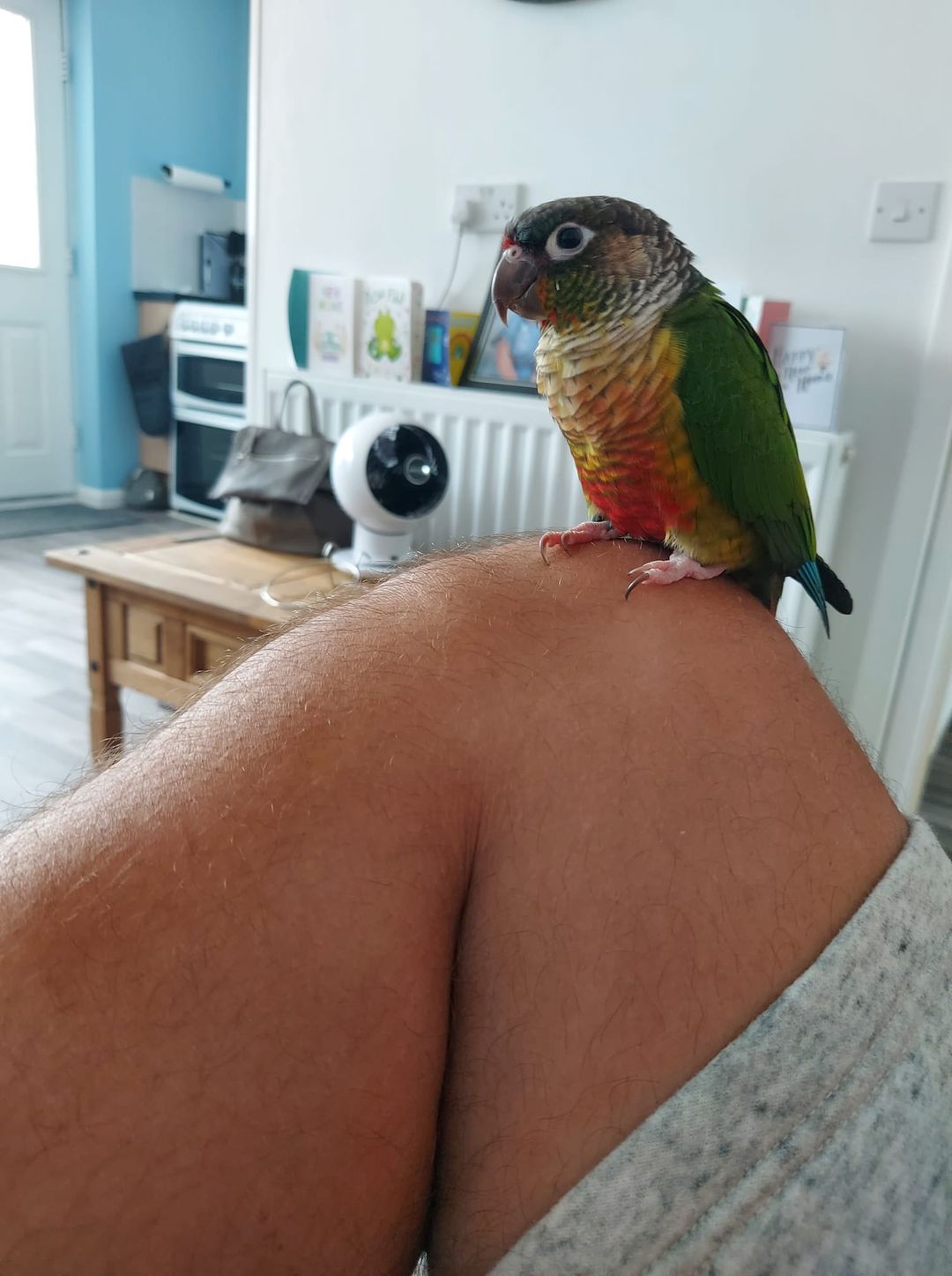 Nigel, a customer's Conure