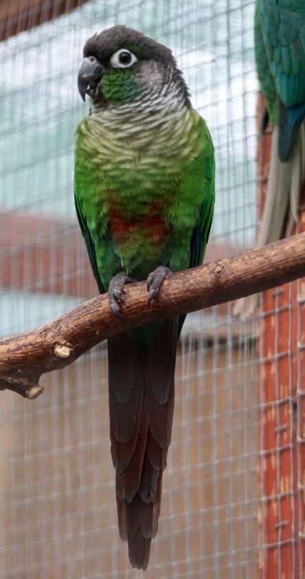 Normal (wild-type) Green Cheek Conure