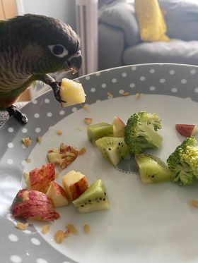 Skittles, a customer's Conure