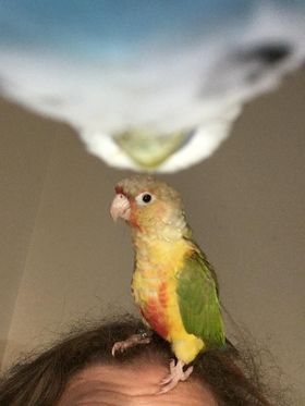 Sunny, a customer's Conure