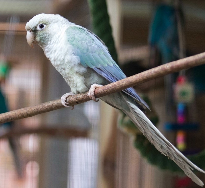 Violet Blue Cinnamon Green Cheek Conure
