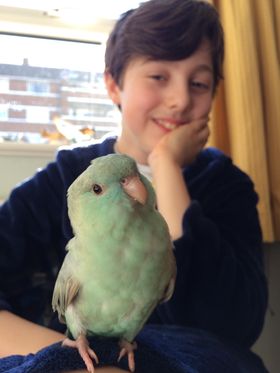 Loki, a customer's Linnie
