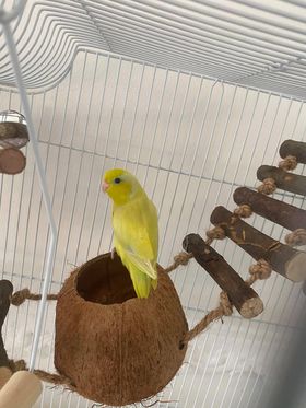 Melyn, a customer's Parrotlet