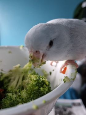 Pepper, a customer's Parrotlet