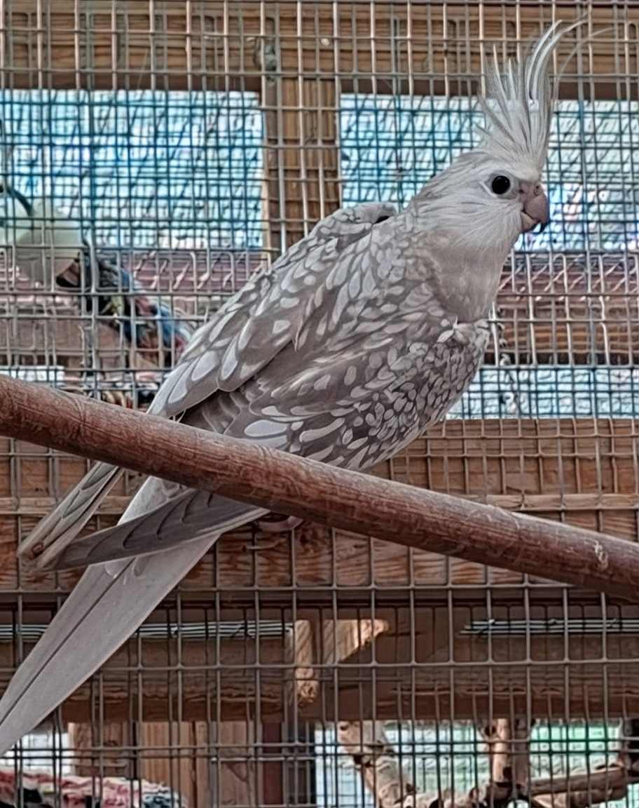 Whiteface Cinnamon Pearl Pied cockatiel